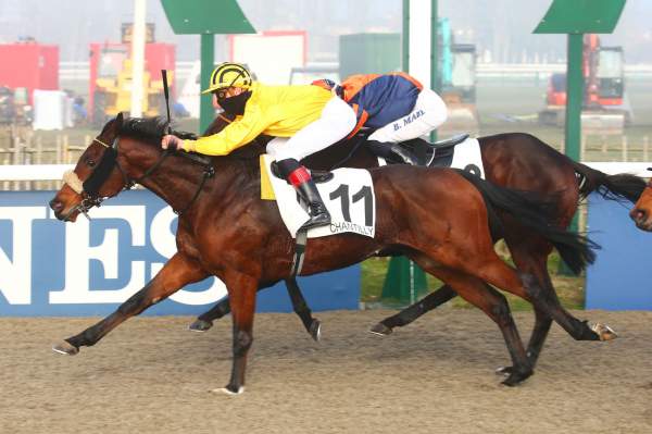 Photo de WHAT DO YOU SAY cheval de PLAT