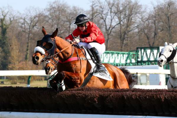Photo de FENOMENE D'OC cheval de STEEPLE CHASE