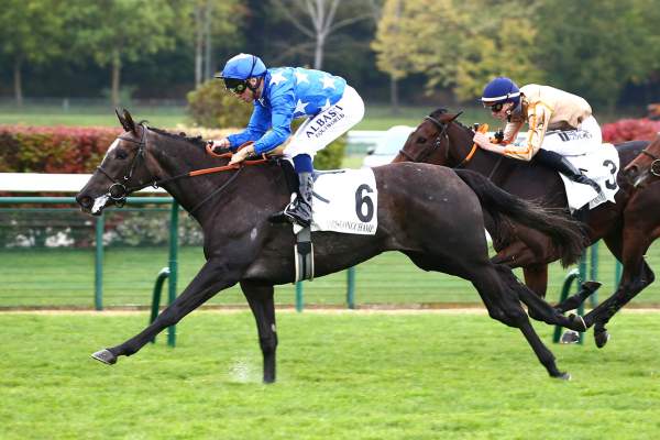 Photo de PERFETTO cheval de PLAT