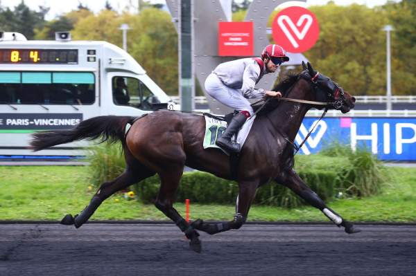 Photo de JUST BIRD cheval de TROT MONTE