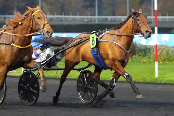 Photo de HAHICHA GIRL cheval de TROT ATTELE