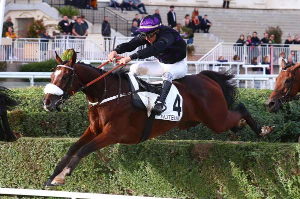 Photo de MAGIC MARVEL cheval de HAIES