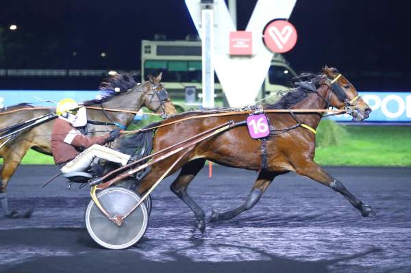 Photo de IBIZA BELLA cheval de TROT ATTELE