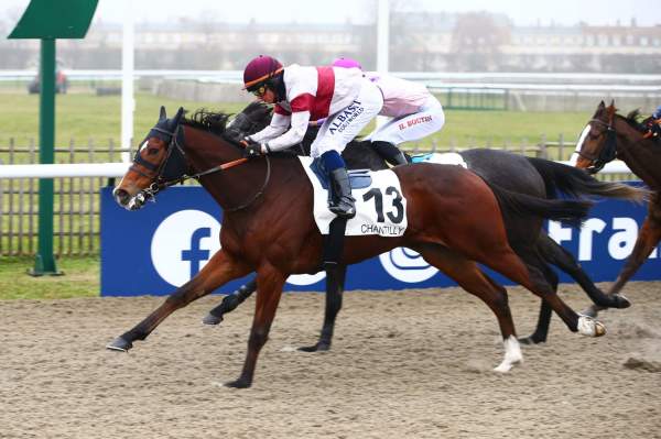 Photo de CERVARO cheval de PLAT