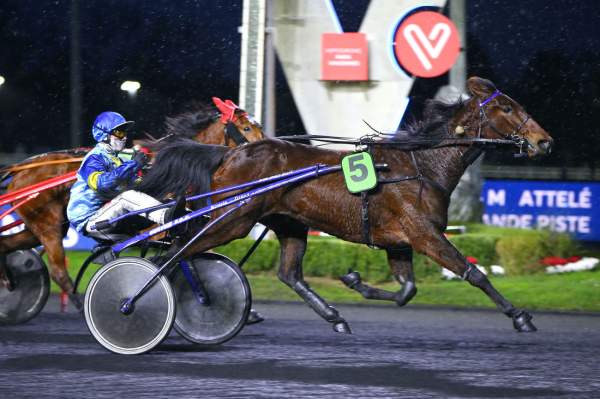 Photo de HALMA D'AMER cheval de TROT ATTELE
