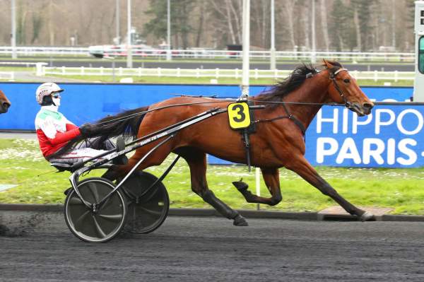 Photo de CRESUS DI POGGIO cheval de TROT ATTELE