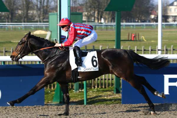 Photo de MACHETE cheval de PLAT