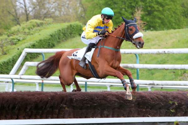 Photo de BLADE cheval de STEEPLE CHASE