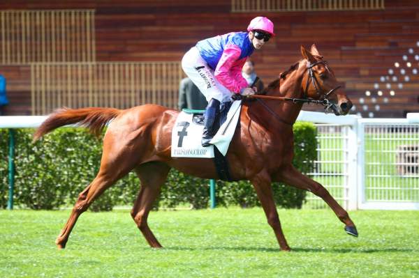 Photo de SHANGHAI SPIRIT cheval de PLAT