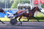 La photo de Intello De Chenu PRIX TERPSICHORE - QUINTE + HIPPODROME DE VINCENNES 24/06/2022