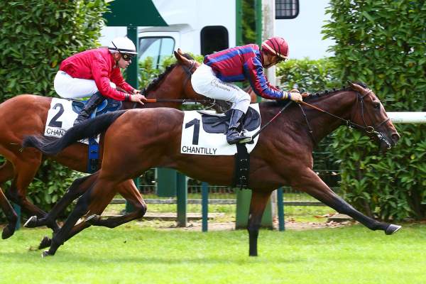 Photo de GAME ON cheval de PLAT