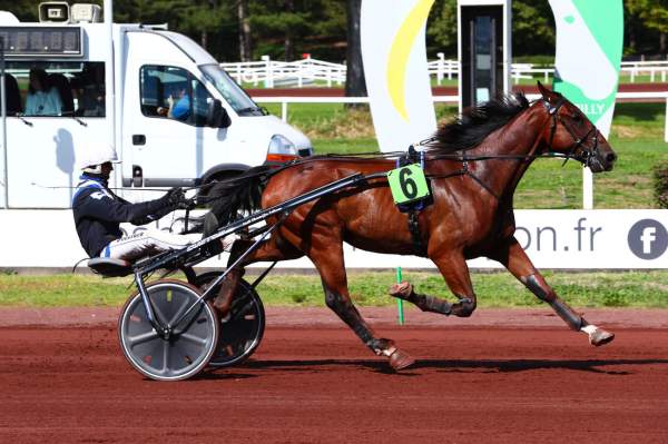 Photo de JOKER DARLING cheval de TROT ATTELE