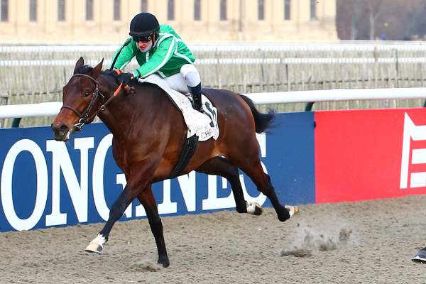 Photo de HIGHWIND cheval de PLAT