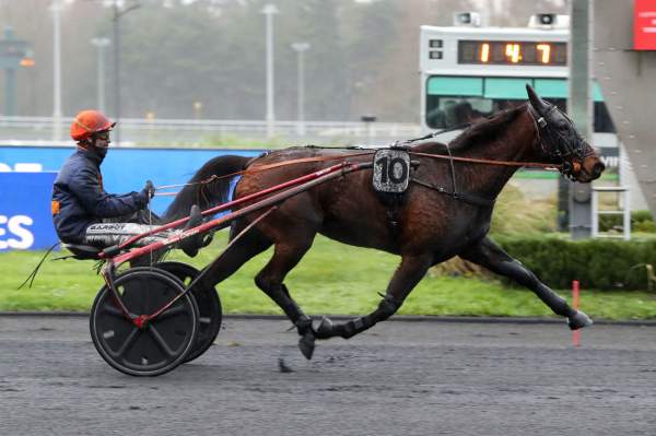 Photo de KITTY CALL cheval de TROT ATTELE