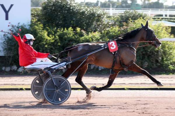 Photo de KHARA DRY cheval de TROT ATTELE