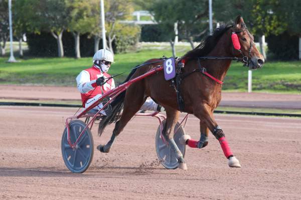 Photo de JAGUAR JENILOU cheval de TROT ATTELE