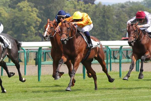 Photo de CAPE CANNON cheval de PLAT