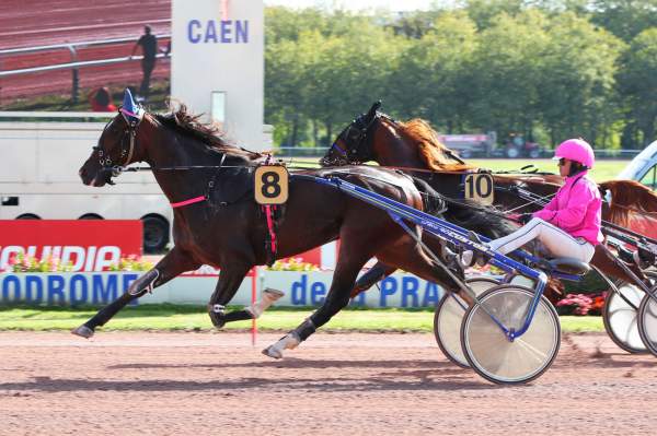 Photo de KING TRACK cheval de TROT ATTELE