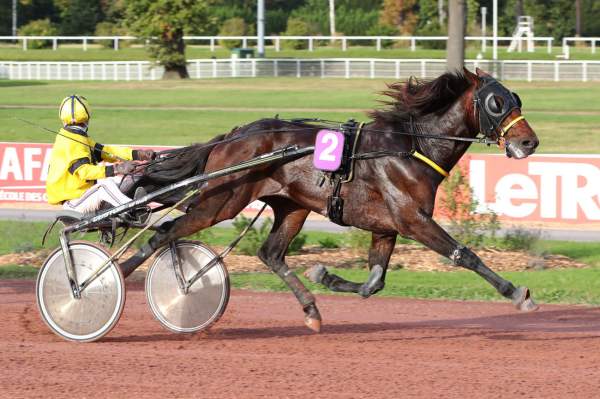 Photo de JACOMO BELLO cheval de TROT ATTELE