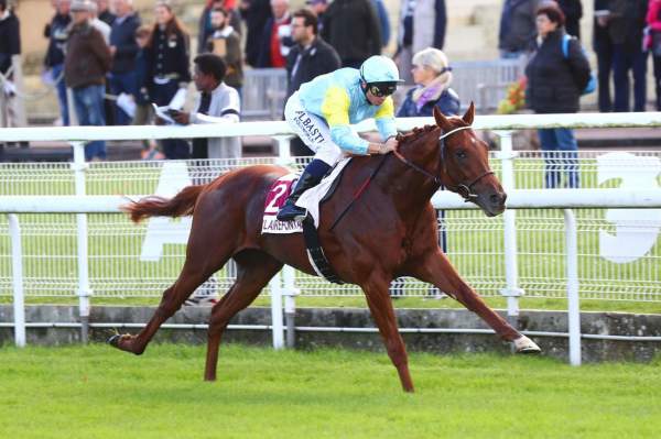 Photo de NARKEZ cheval de PLAT