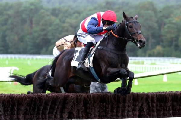 Photo de ILTONE cheval de STEEPLE CHASE