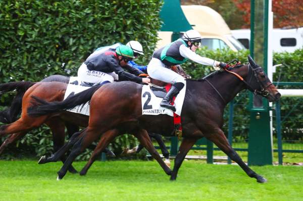 Photo de KING ROBBE cheval de PLAT