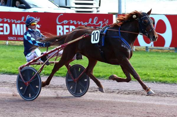 Photo de JAVA DES CAILLONS cheval de TROT ATTELE