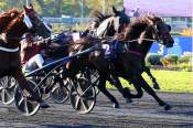 La photo de Horseris