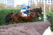 La photo de Theleme arrivée PMU Grand Prix d'Automne (Gr.I) à Auteuil