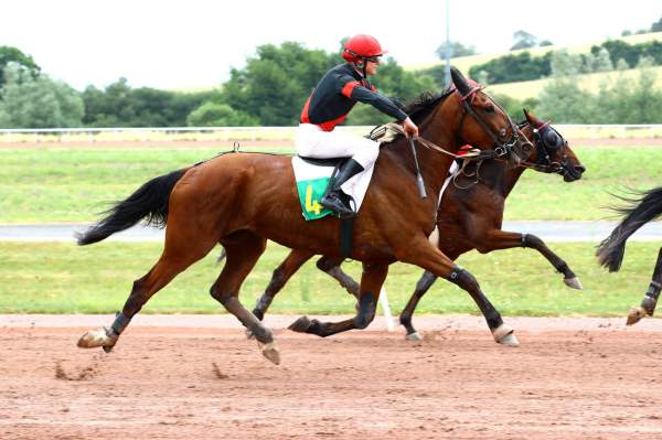 Photo de JAMAIQUE DE HOERDT cheval de TROT ATTELE