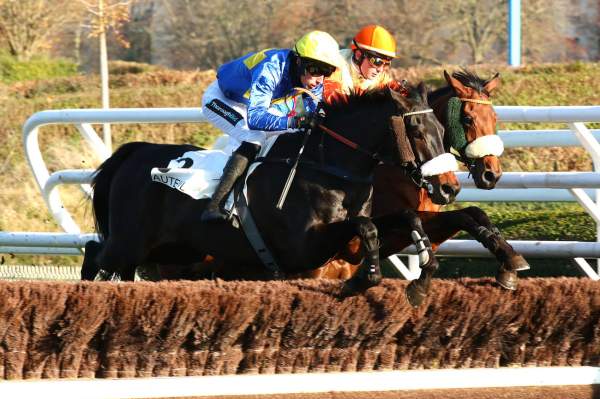 Photo de JARDIN D'ARTHEL cheval de STEEPLE CHASE