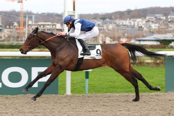 Photo de HURRICANE cheval de PLAT