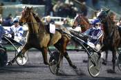 La photo de Jingle Du Pont arrivée PMU LeTrot Open des Régions 4 ans (Gr.III) à Paris Vincennes 