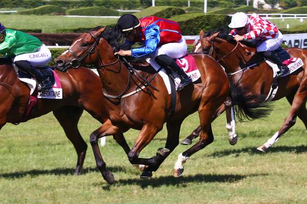 Photo de MURANO cheval de PLAT