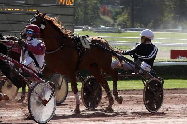 Photo de INCANTATOR cheval de TROT ATTELE