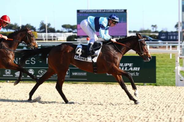 Photo de COMING FRANCE cheval de PLAT