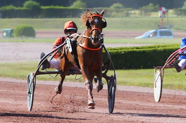 Photo de JOKER DU CHOQUEL cheval de TROT ATTELE