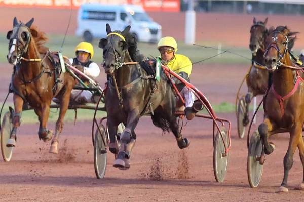 Photo de JAZZY ABSOLUTE cheval de TROT ATTELE