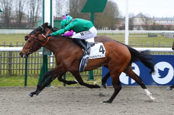 Photo de SHAHZAD cheval de PLAT