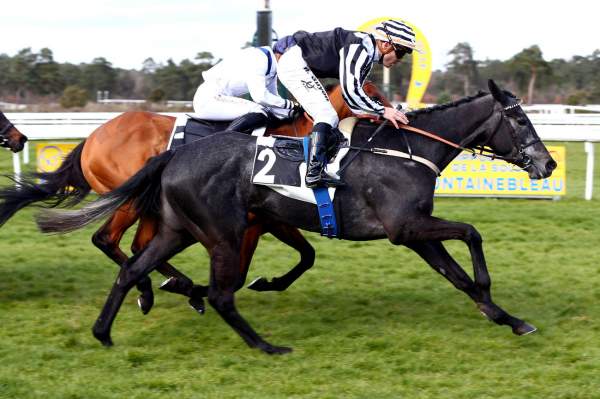 Photo de REBEL ANGEL cheval de PLAT