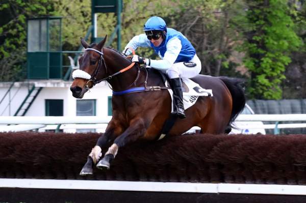 Photo de ICARE DU SEUIL cheval de STEEPLE CHASE
