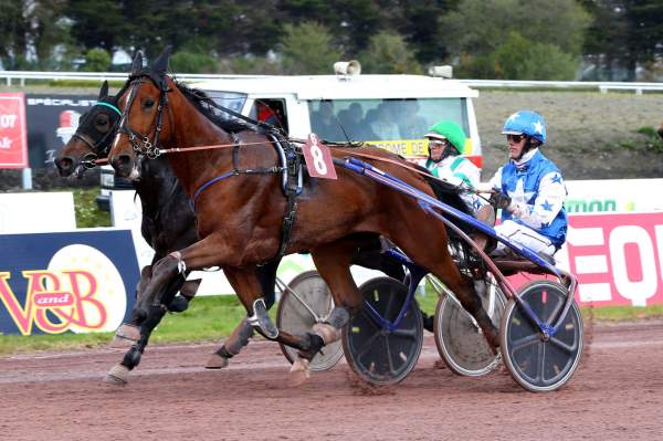 Photo de JACK DES ASS cheval de TROT ATTELE