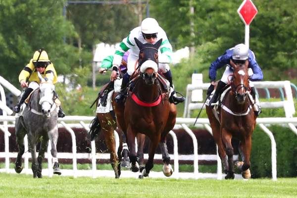 Photo de SAGRADAME cheval de STEEPLE CHASE