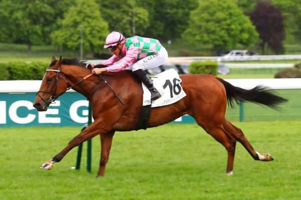 Photo de BEVAN cheval de PLAT