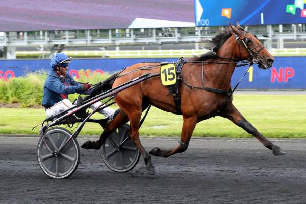 JOLIE SURPRISE - La fiche CANALTURF du cheval, performances pmu, pédigré,  évolution de la cote en direct, résultats rapports, courses 2024