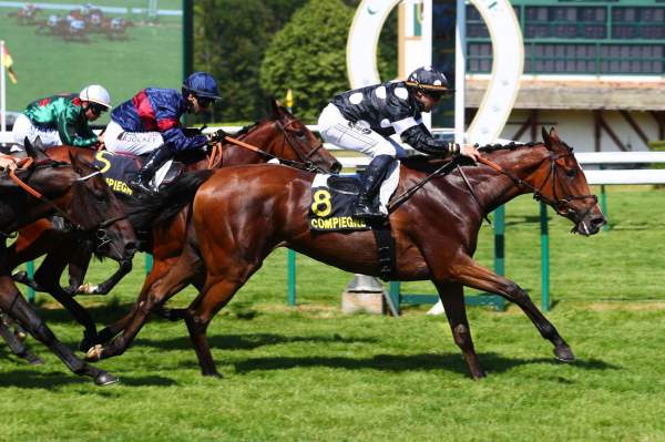 CAMELOT SONG La fiche CANALTURF du cheval, performances pmu, pédigré