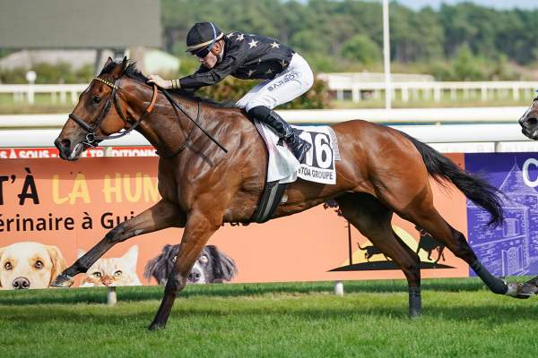 Photo de LAURENT cheval de PLAT