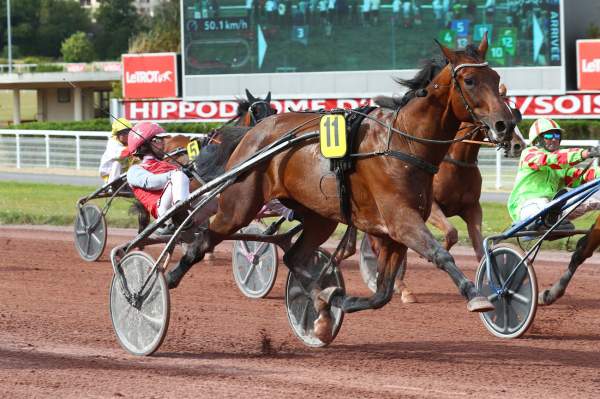 Photo de GIGOLO LOVER cheval de TROT ATTELE
