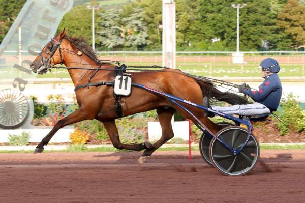 Photo de HERMES EXPRESS cheval de TROT ATTELE