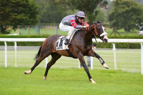 Photo de COME SAY HI cheval de PLAT